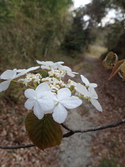 Viburnum furcatum