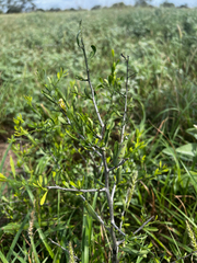 Phaulothamnus spinescens, photograph (c) Clifton Ladd, C.W.B., some rights reserved (CC BY)