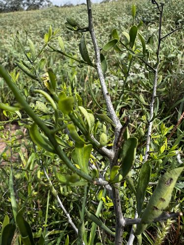 Phaulothamnus spinescens, photograph 6