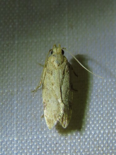 Mesquite Webworm Moth photo 2