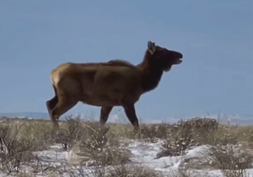 Wapiti