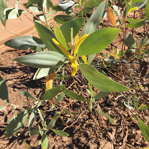 Acacia acradenia, 2026-06-24