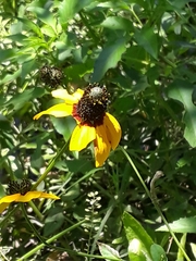Rudbeckia amplexicaulis