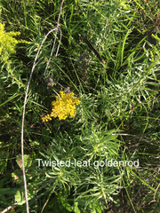 Solidago tortifolia
