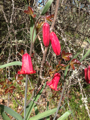 Fritillaria recurva