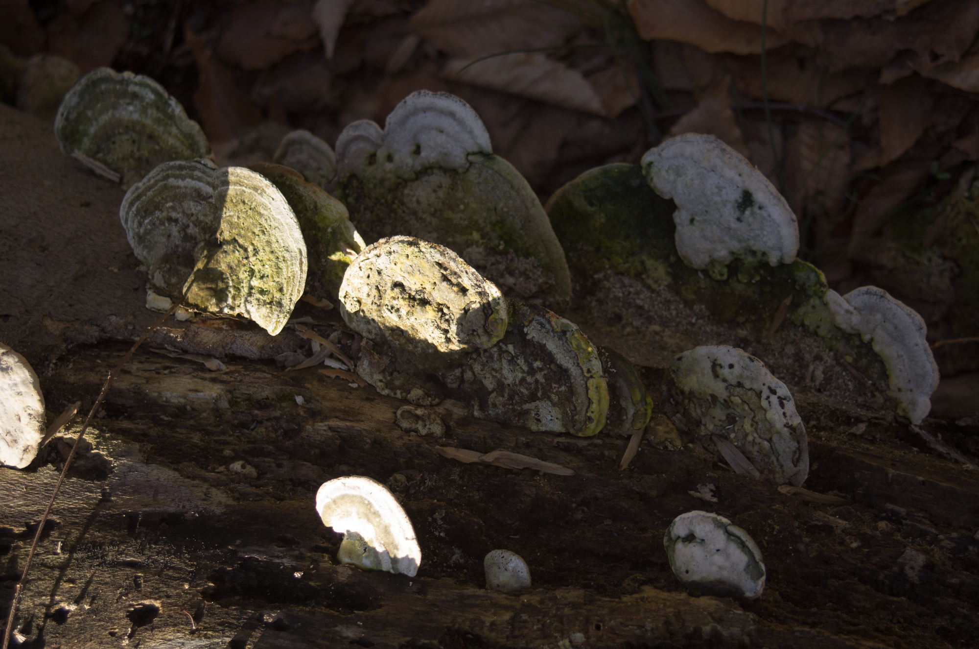 Trametes gibbosa image