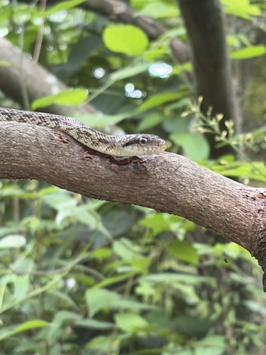 Japanese Ratsnake