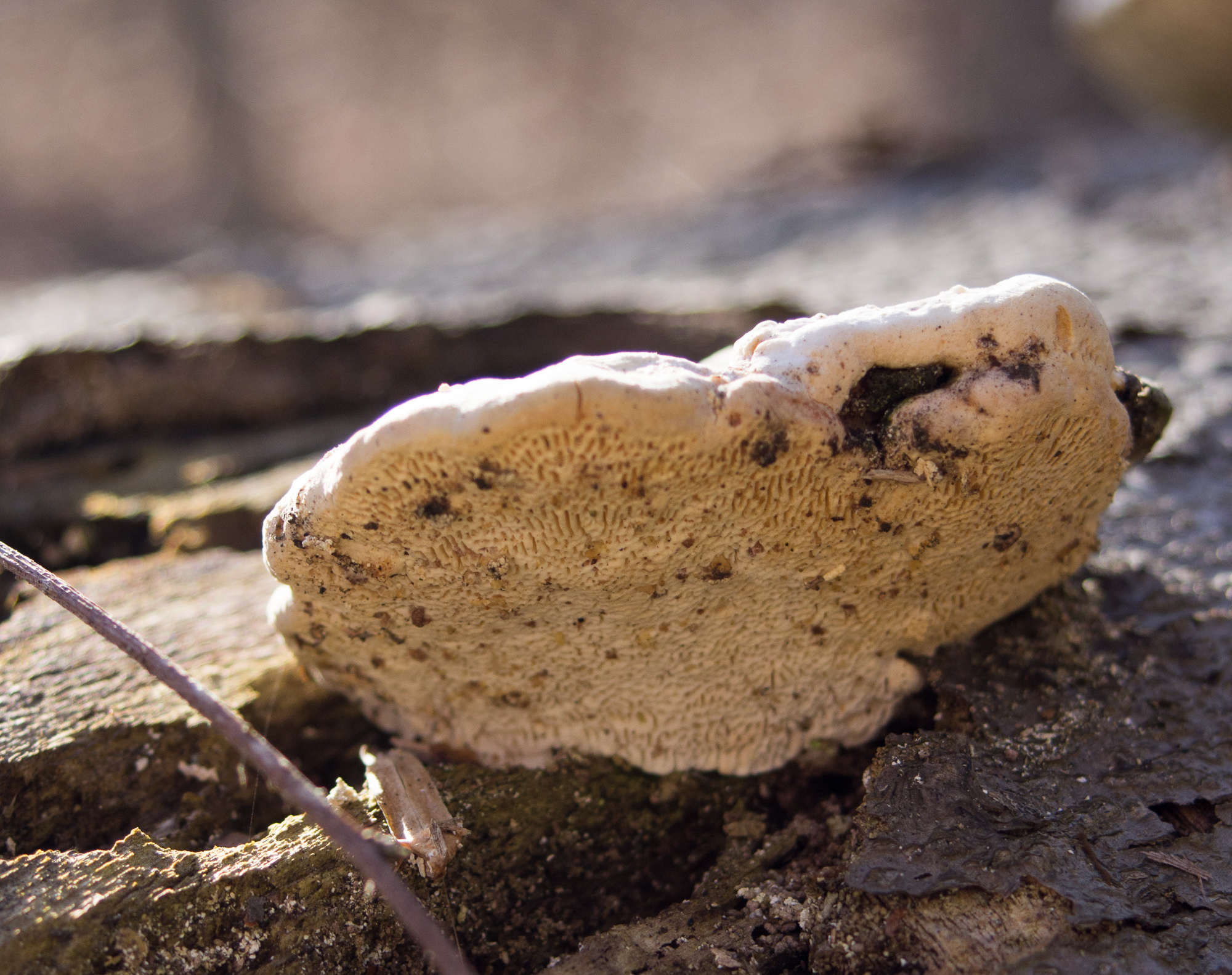 Trametes gibbosa image