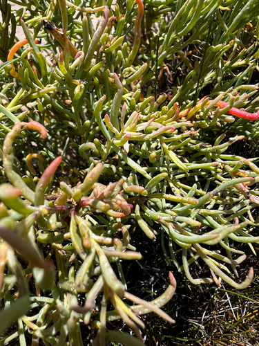 Suaeda linearis, photograph 2