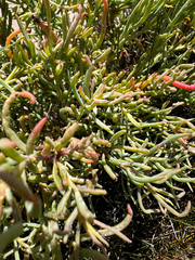 Suaeda linearis, photograph (c) Clifton Ladd, C.W.B., some rights reserved (CC BY)