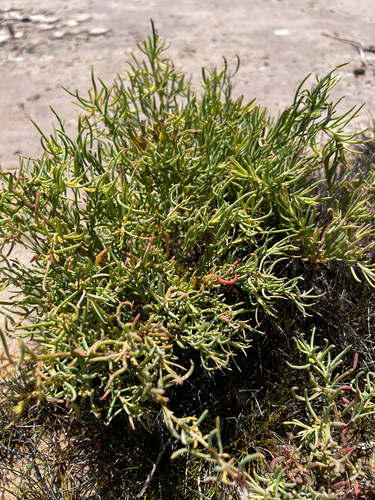 Suaeda linearis