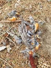 Turdus migratorius