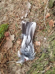 Turdus migratorius