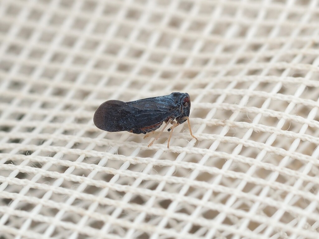 Cedusa incisa