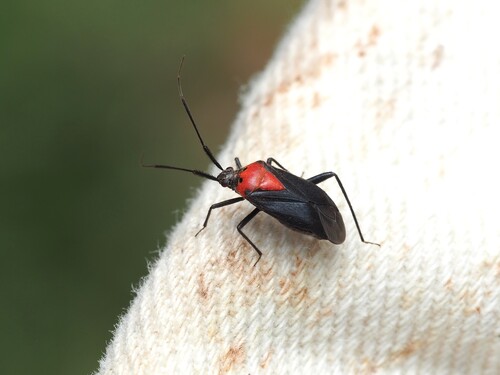 Taedia scrupea photo 2