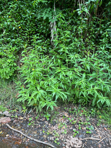 Ludwigia octovalvis observed 2026-06-23