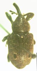 Heilus bioculatus