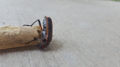 Pyrota tenuicostatis