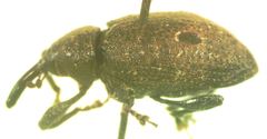 Heilus bioculatus