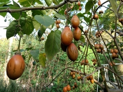 Solanum betaceum