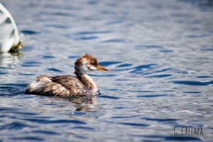 Rollandia microptera