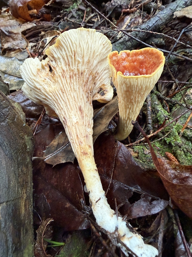 Scaly Chanterelle · June 2026 · photo: Photo: (c) Hill Craddock, some rights reserved (CC BY) · iNaturalist