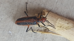 Pyrota tenuicostatis