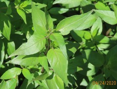 Anisacanthus quadrifidus wrightii