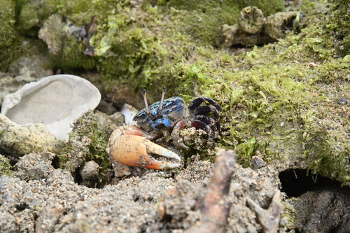 Tetragonal Fiddler Crab
