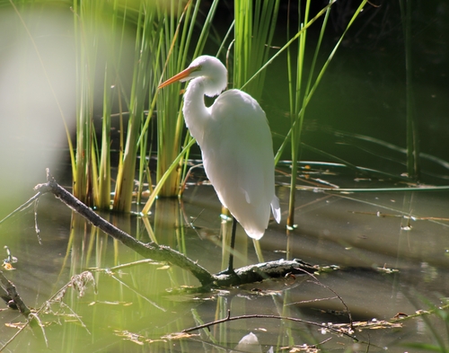 iNaturalist observation photo of Great Egret
