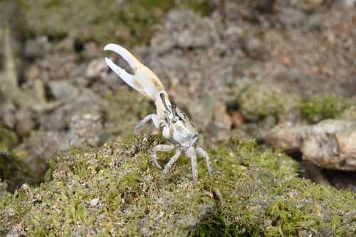 Perplexing Fiddler Crab