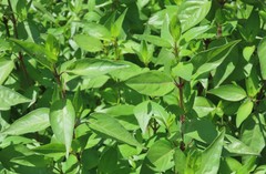 Anisacanthus quadrifidus wrightii