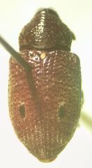 Heilus bioculatus