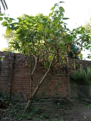 Solanum betaceum