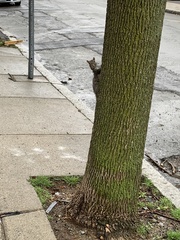 Sciurus carolinensis