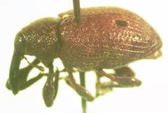Heilus bioculatus