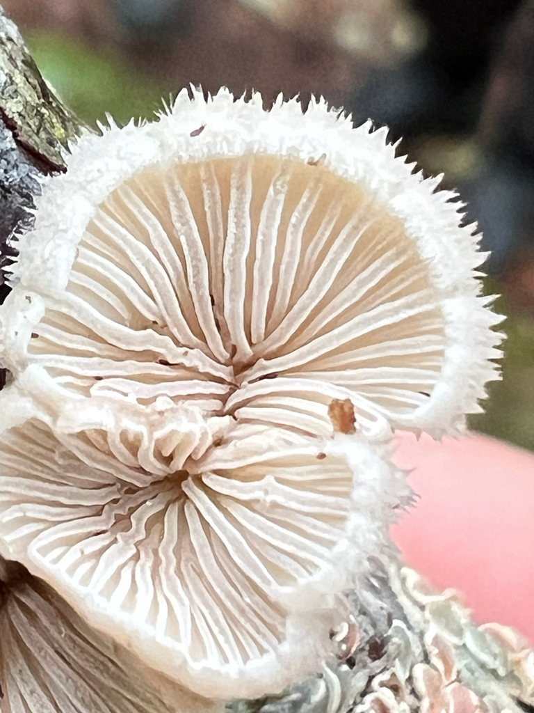splitgill mushroom · June 2026 · photo: Photo: (c) Deana Tempest Thomas, some rights reserved (CC BY) · iNaturalist