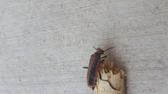 Pyrota tenuicostatis