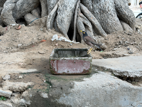 Common Myna