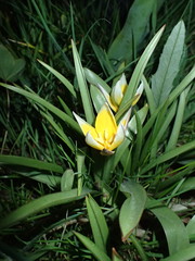 Tulipa urumiensis