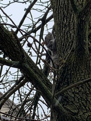 Sciurus carolinensis