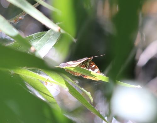 iNaturalist observation photo of Lorquin's Admiral