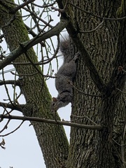 Sciurus carolinensis