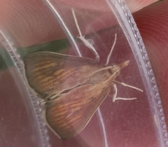Nascia cilialis