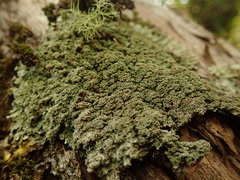 Pannaria minutiphylla