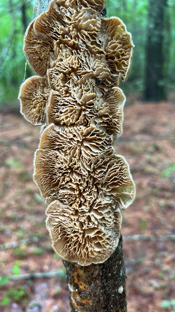Gilled Polypore · June 2026 · photo: Photo: (c) Deana Tempest Thomas, some rights reserved (CC BY) · iNaturalist