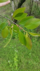 Prunus serotina