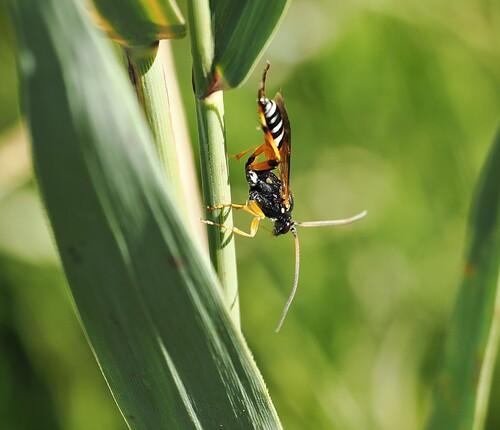 Armyworm Parasitoid Wasp