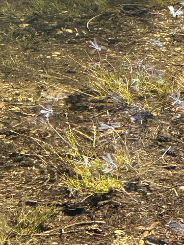 iNaturalist observation photo of Damselflies