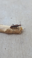 Pyrota tenuicostatis